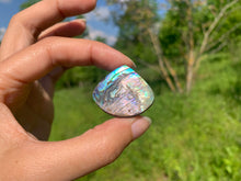 Charger l'image dans la galerie, Abalone 57