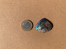 Charger l'image dans la galerie, Abalone 57