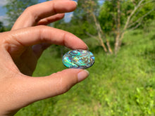 Charger l'image dans la galerie, Abalone 67