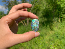 Charger l'image dans la galerie, Abalone 67