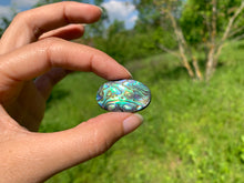 Charger l'image dans la galerie, Abalone 67