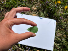 Charger l'image dans la galerie, Jade Néphrite 23