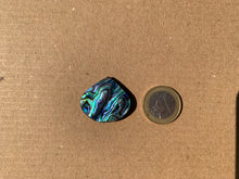 Charger l'image dans la galerie, Abalone 71