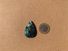 Charger l'image dans la galerie, VENDU Abalone 73
