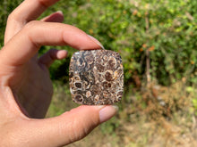Charger l'image dans la galerie, Jaspe à turritelles 11