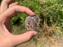 Charger l'image dans la galerie, Jaspe à turritelles 11