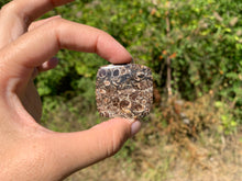 Charger l'image dans la galerie, Jaspe à turritelles 11