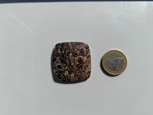 Charger l'image dans la galerie, Jaspe à turritelles 11