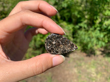 Charger l'image dans la galerie, Jaspe à turritelles 14