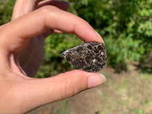 Charger l'image dans la galerie, Jaspe à turritelles 14