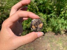 Charger l'image dans la galerie, Jaspe à turritelles 15