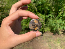 Charger l'image dans la galerie, Jaspe à turritelles 15