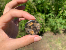 Charger l'image dans la galerie, Jaspe à turritelles 15