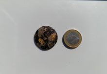 Charger l'image dans la galerie, Jaspe à turritelles 15