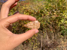 Charger l'image dans la galerie, Calcite 15