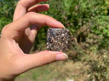 Charger l'image dans la galerie, Jaspe à turritelles 17