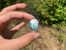 Charger l'image dans la galerie, VENDU Abalone 42