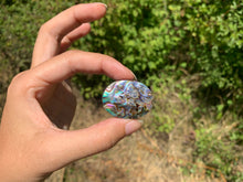 Charger l'image dans la galerie, VENDU Abalone 46