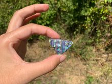 Charger l'image dans la galerie, VENDU Abalone 47