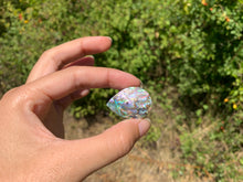 Charger l'image dans la galerie, VENDU Abalone 48