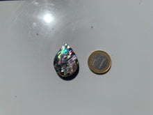 Charger l'image dans la galerie, VENDU Abalone 48
