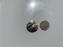 Charger l'image dans la galerie, VENDU Abalone 49