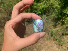 Charger l'image dans la galerie, VENDU Abalone 50