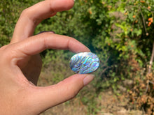 Charger l'image dans la galerie, VENDU Abalone 50