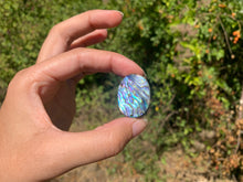 Charger l'image dans la galerie, VENDU Abalone 50