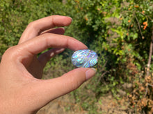 Charger l'image dans la galerie, VENDU Abalone 50