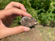 Charger l'image dans la galerie, Jaspe à turritelles 18