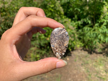 Charger l'image dans la galerie, Jaspe à turritelles 18