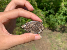 Charger l'image dans la galerie, Jaspe à turritelles 18