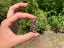 Charger l'image dans la galerie, Jaspe à turritelles 19