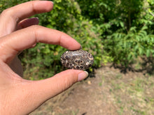 Charger l'image dans la galerie, Jaspe à turritelles 19