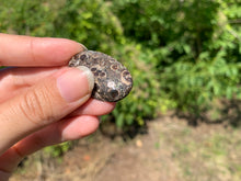 Charger l'image dans la galerie, Jaspe à turritelles 19