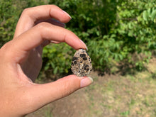 Charger l'image dans la galerie, Jaspe à turritelles 21