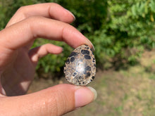 Charger l'image dans la galerie, Jaspe à turritelles 21