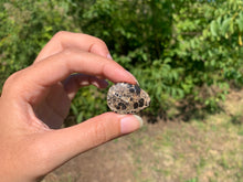 Charger l'image dans la galerie, Jaspe à turritelles 21