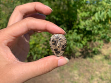 Charger l'image dans la galerie, Jaspe à turritelles 21