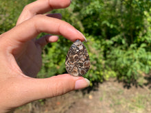 Charger l'image dans la galerie, Jaspe à turritelles 22