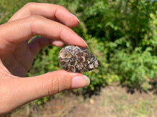 Charger l'image dans la galerie, Jaspe à turritelles 22