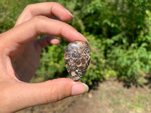 Charger l'image dans la galerie, Jaspe à turritelles 22