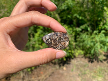 Charger l'image dans la galerie, Jaspe à turritelles 22