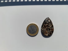 Charger l'image dans la galerie, Jaspe à turritelles 22