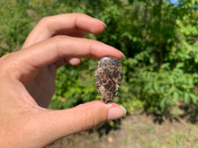 Charger l'image dans la galerie, Jaspe à turritelles 23