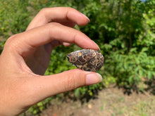 Charger l'image dans la galerie, Jaspe à turritelles 23