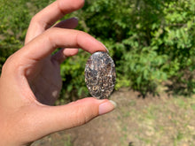 Charger l'image dans la galerie, Jaspe à turritelles 24