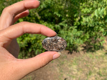 Charger l'image dans la galerie, Jaspe à turritelles 24