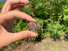 Charger l'image dans la galerie, Jaspe à turritelles 25